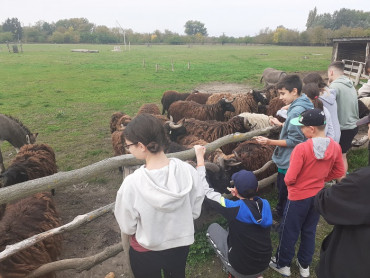 Pupils feed and pet our animals.