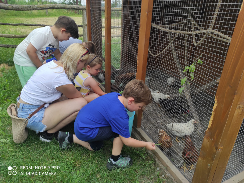 At the chicken cage, children recognize their food: seeds and grass.