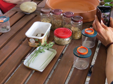 Samples of agricultural crops on the table.